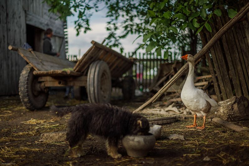 жизнь,село,деревня,двор,животные,гусь миг жизни сельского дворика..photo preview