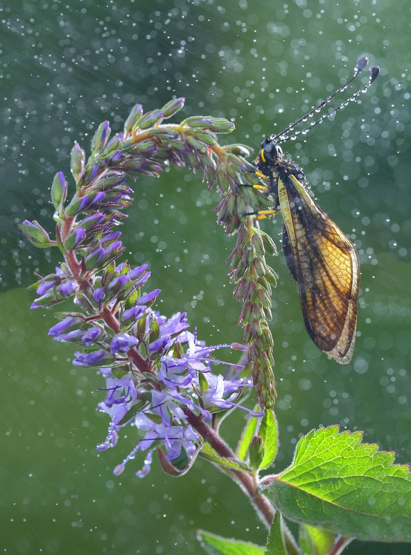 макросьемка Любая погода благодатьphoto preview