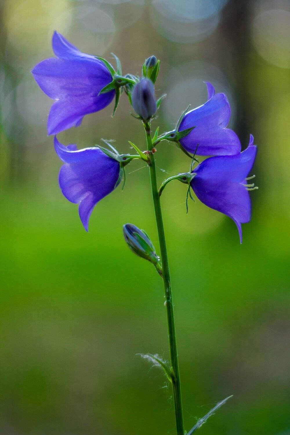 , Руслан Востриков