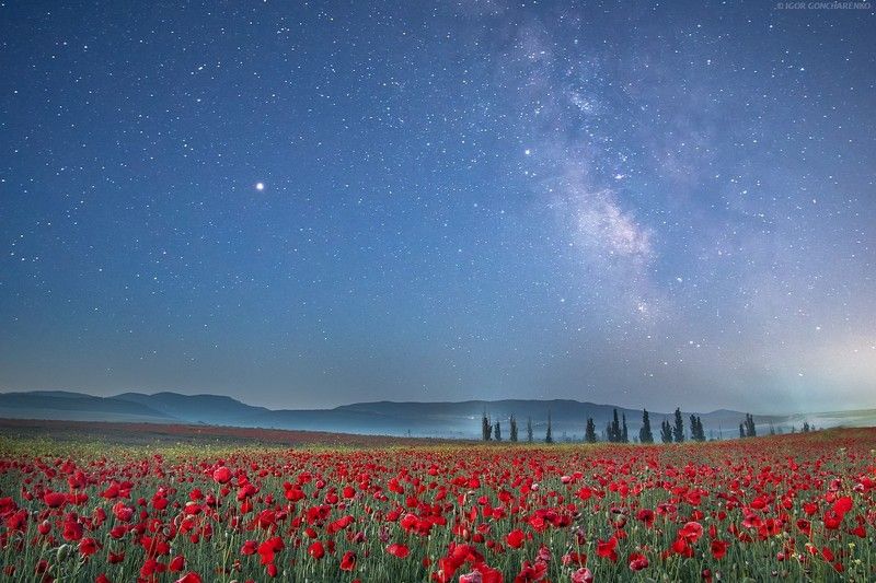 маки, поле, крым, ночь, звезды, млечный путь Ночные...photo preview