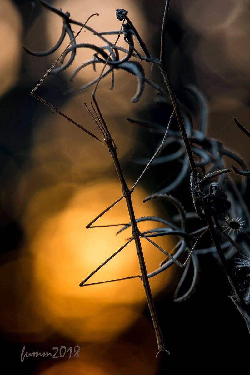 , Игорь ФУММ