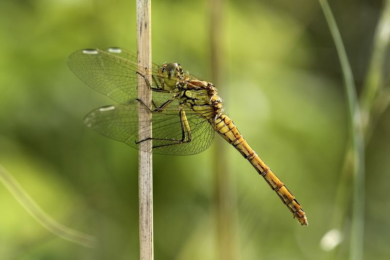 стрекоза dragonfly damselfly стрекозаphoto preview