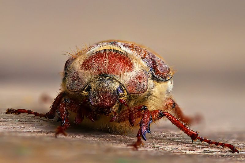 жук, насекомое, майский жук, макро, природа Майскийphoto preview