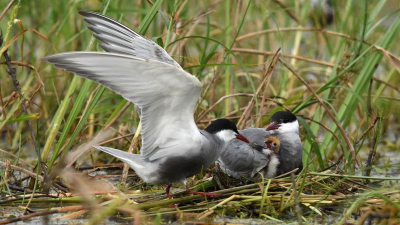 листопад Белощекая крачкаphoto preview
