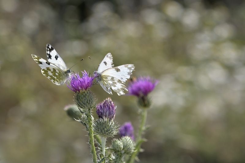 бабочка butterfly бабочкиphoto preview
