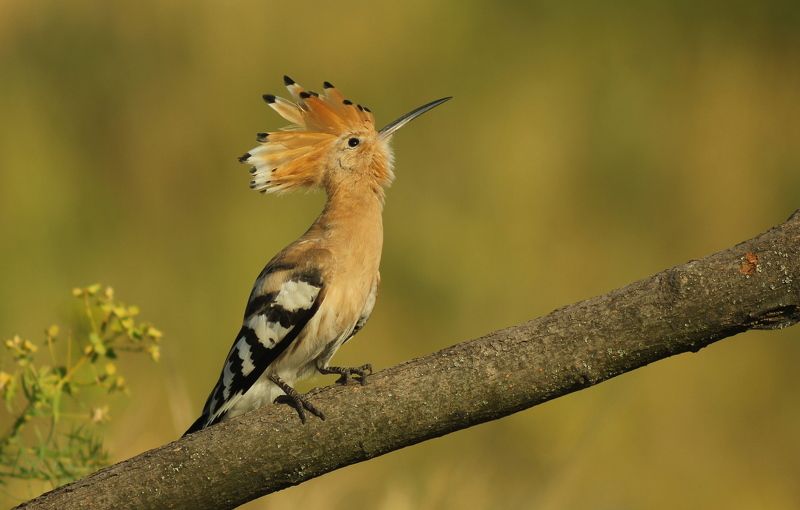 Удод.(лат. Upupa epops).photo preview
