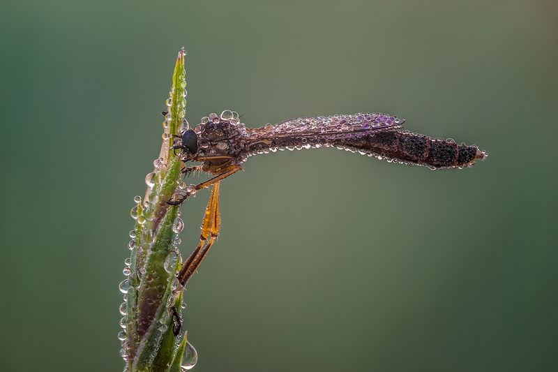 Leptogaster cylindricaphoto preview
