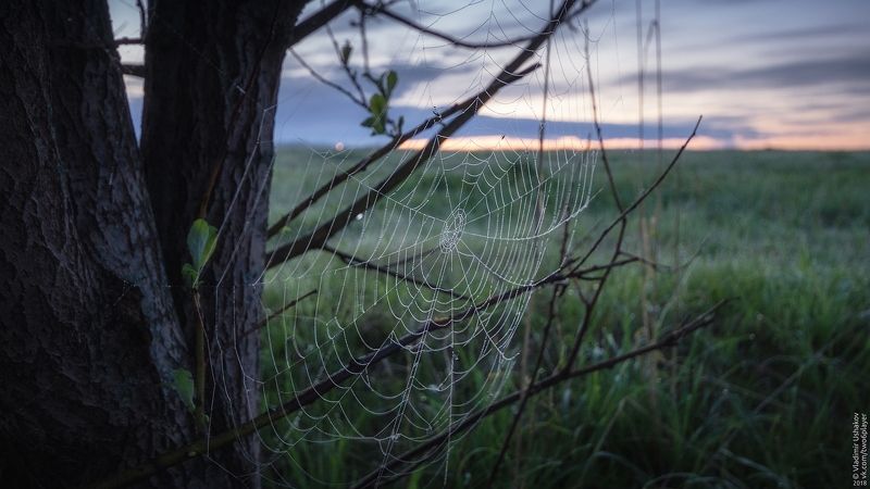 паутина, роса, рассвет, утро, дерево, поле, пермский край Паутина фото превью