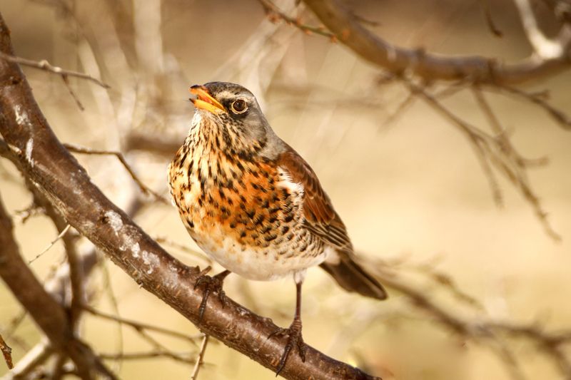 плтицы, дрозд рябинник, яблоко, история, ястреб Приключения дрозда рябинника.  Прикормили зимой дрозда, прилетал часто, но вдруг откуда-то взялся ястреб в черте города и чуть не загубил нашего дрозда, криками и стуком отогнали хищника, который уже подмял бедного дрозда и все таки, счастливый конец исто фото превью