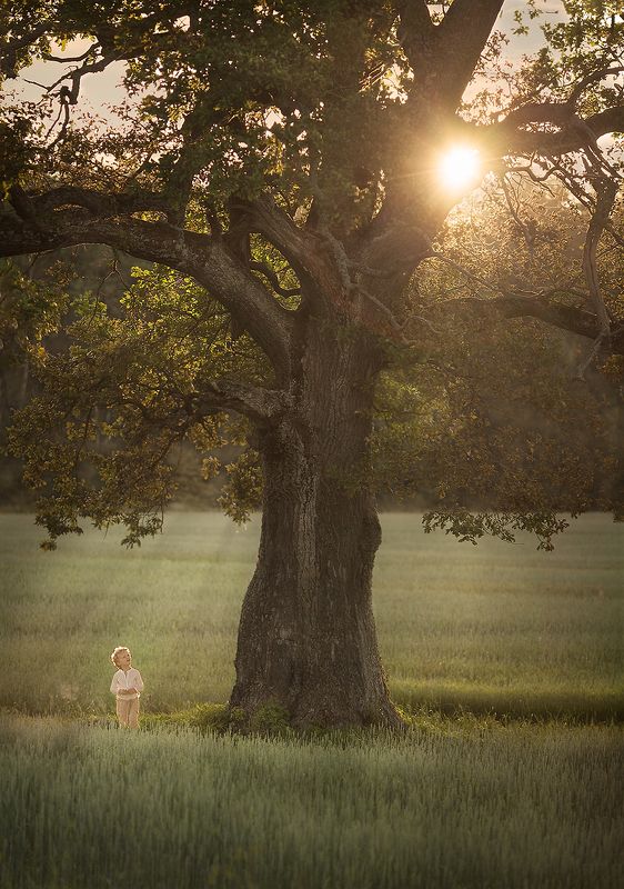 природа, деревья, солнце, лучи, свет, детство, дети Древо Жизниphoto preview
