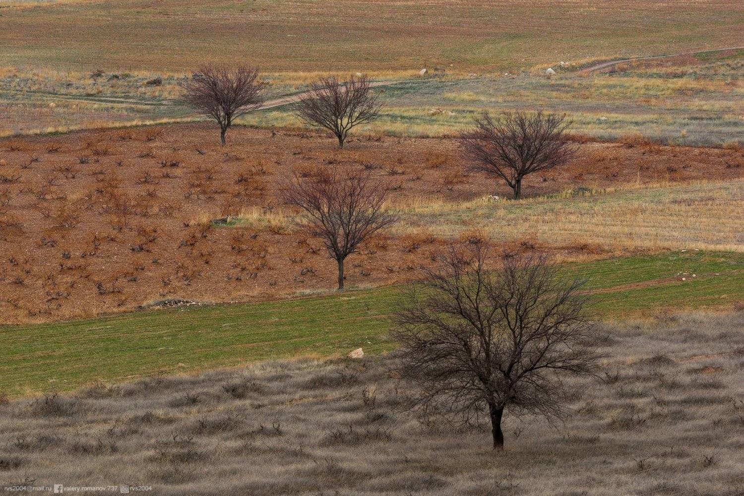 Природа, Дерево, Пейзаж, Сцена, Африка, Поле, Трава, Саванна, Сухая, Равнина, Пустыня, Небо, Луг, Турция, Гереме, Каппадокия, зеленый, коричневый, серый, Валерий Романов