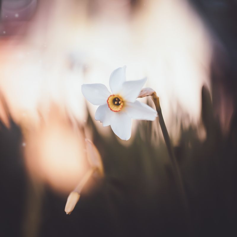 природа, цветы, весна Весенний цветокphoto preview