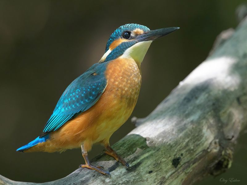 птицы, зимородок Обыкновенный зимородокphoto preview