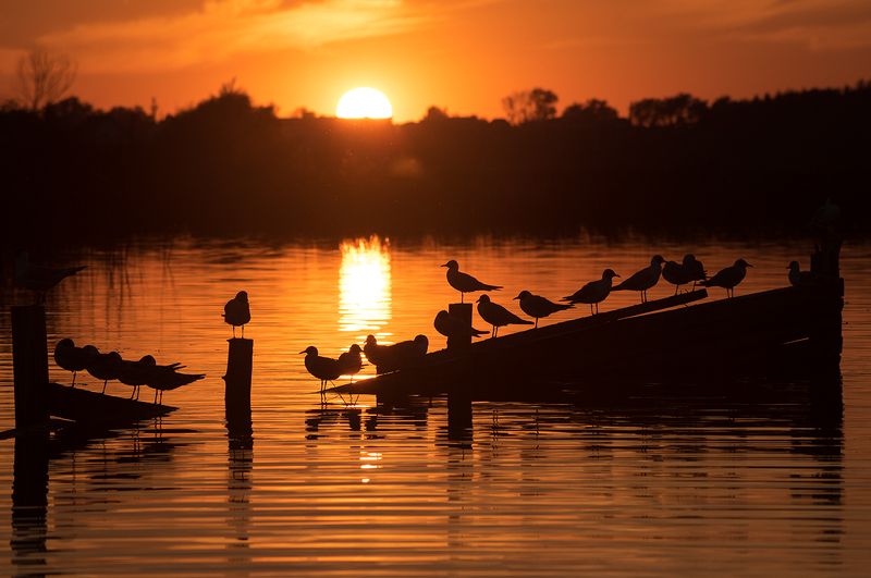 волга, закат, птицы Вечер на Волге фото превью