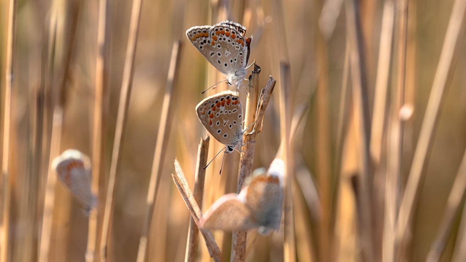 Вечер с голубянками. Автор: Alexander Plekhanov , Alexander Plekhanov