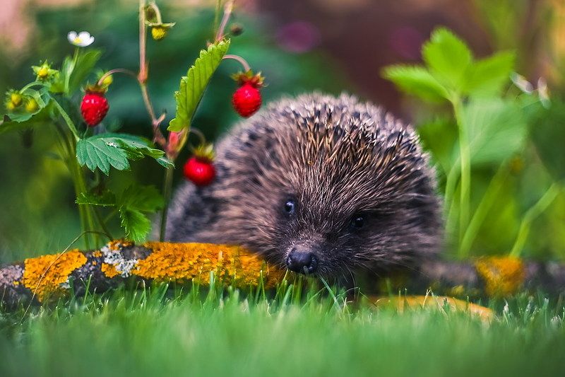 Вышел ежик из тумана... фото превью