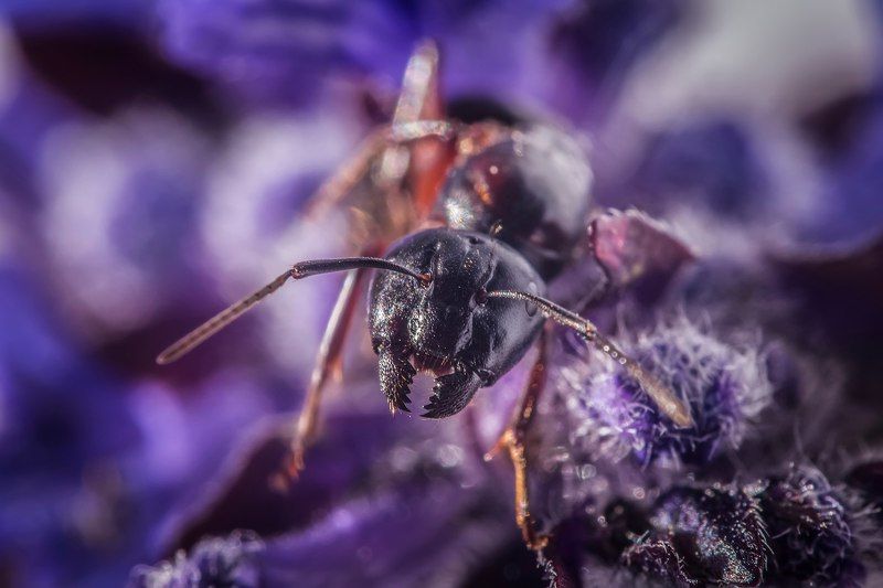 разъярённый муравейphoto preview