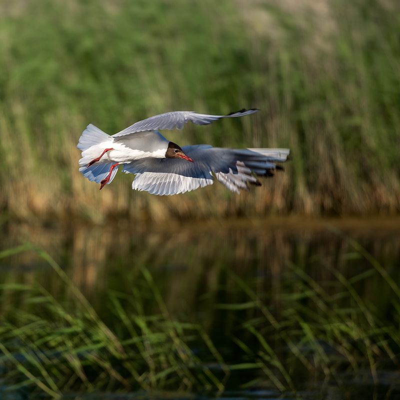 Птичья гавань! #Омскphoto preview