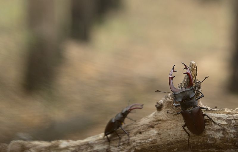 на оленей утром ранним.photo preview