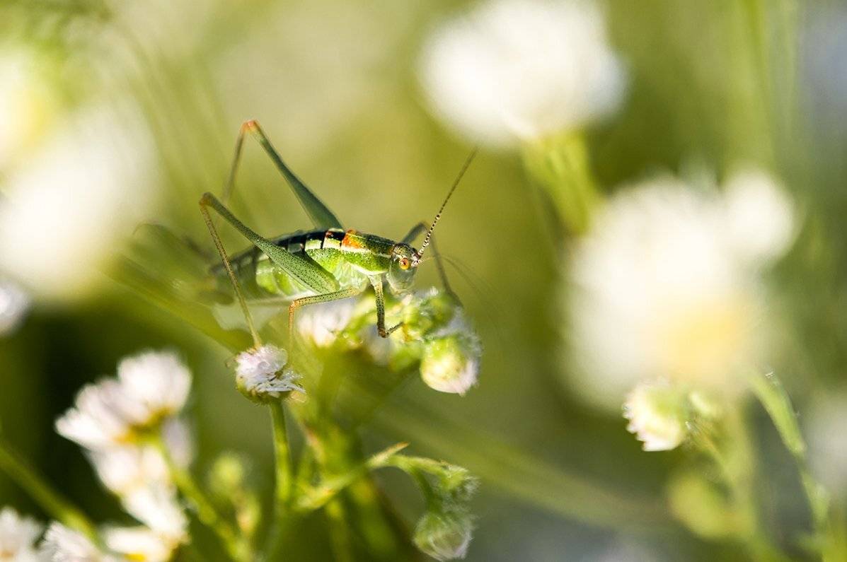 Grasshopper in contrast. Автор: Svetoslav Radkov , Svetoslav Radkov