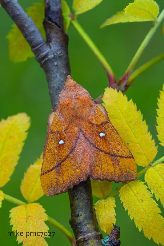 Коконопряд сливовый Odonestis pruniphoto preview