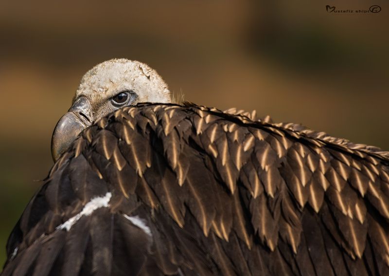 wildlife ,birdsphoto preview