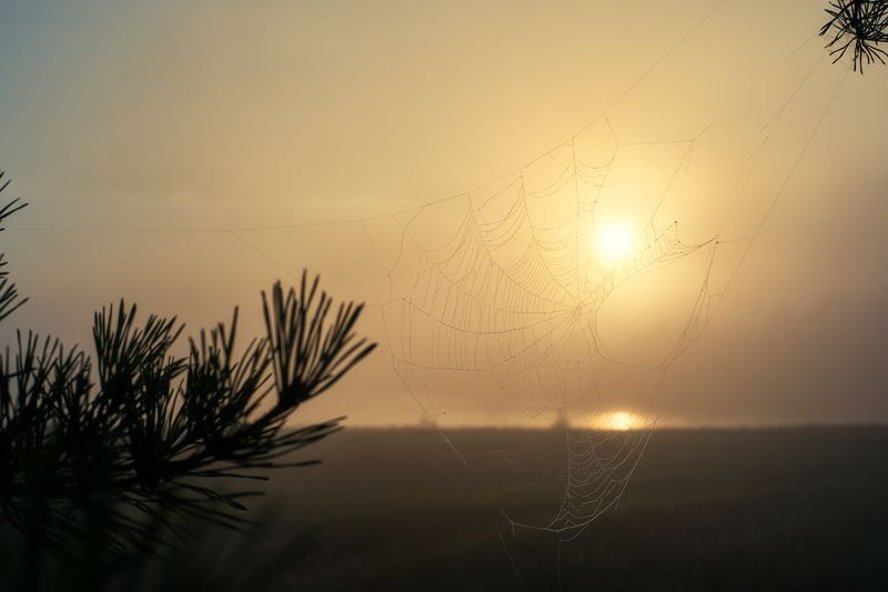 утро, рассвет,туман,берег реки,золотое солнце,паутинка,ветки сосны,morning, dawn, fog, river bank, golden sun, spider web, pine branches, Увидеть новый день...photo preview