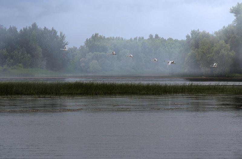 Волга, река, рыбалка, рассвет, Саратов, облака, туман, птицы, камыши Волжские рассветыphoto preview