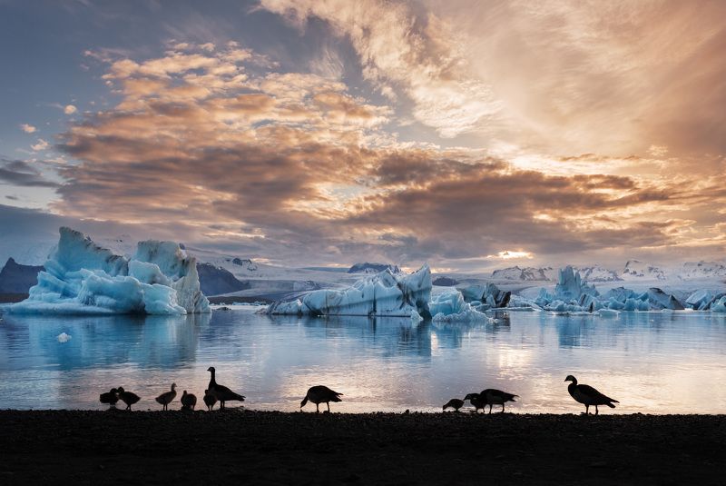 Лед, пламя и утки.photo preview
