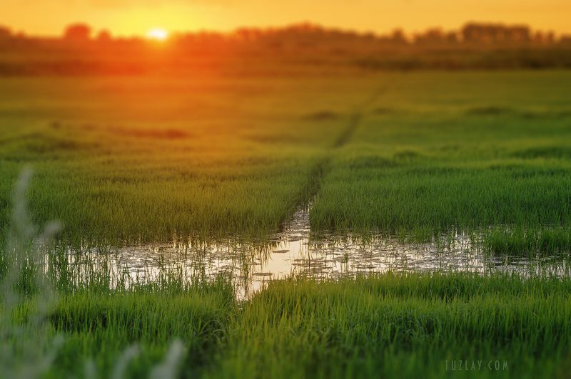 земля таманская, таманский полуостров, закат, вечер, рисовые чеки Закат над рисовым полем #3 фото превью