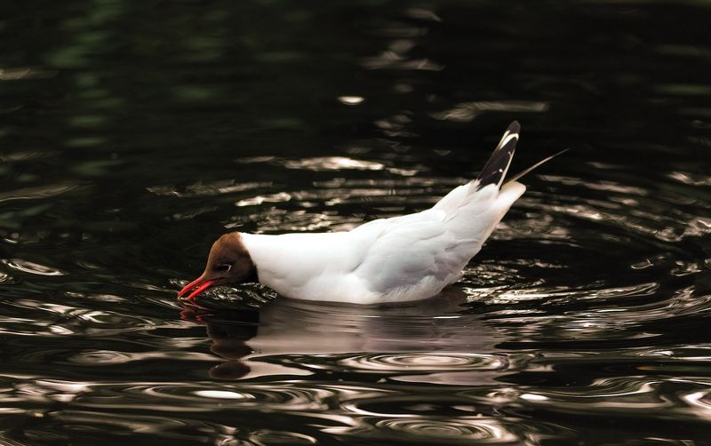 gull, wild life, birds, reflection, river Black headed gullphoto preview