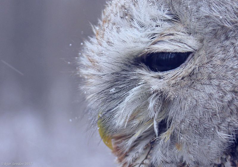 Серая неясыть.(Strix aluco)photo preview