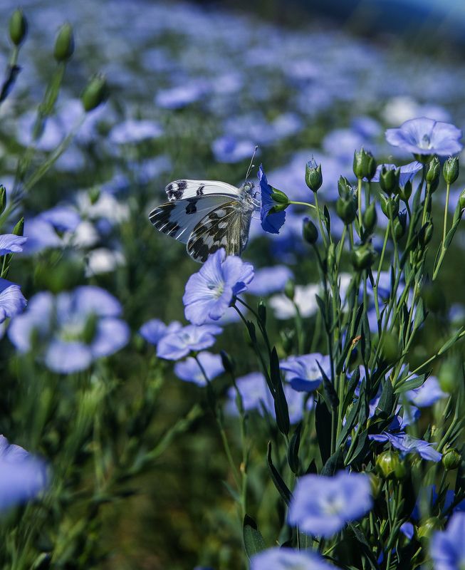 лён.photo preview