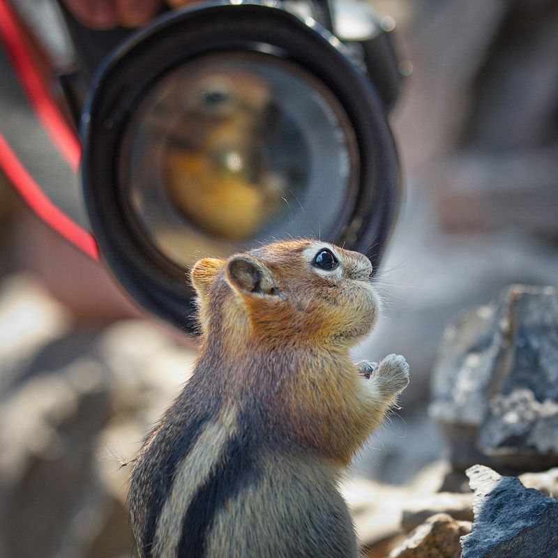 бурундук, животные, природа С Днём фотографа!photo preview