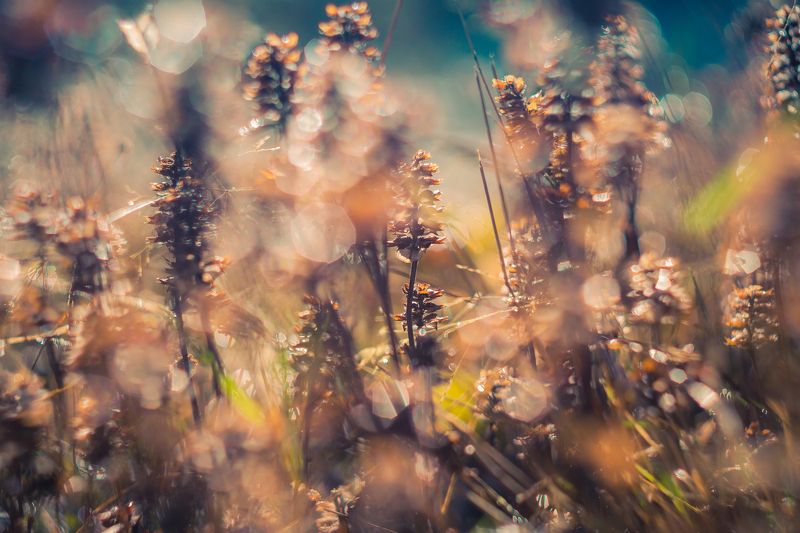 ... ...photo preview