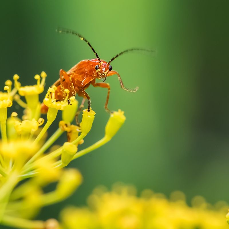 Укропphoto preview