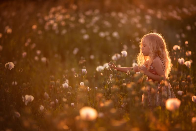 мак, маковое поле, девочка, девочка в маках, закат, закатное, цветы, белые цветы на закатеphoto preview