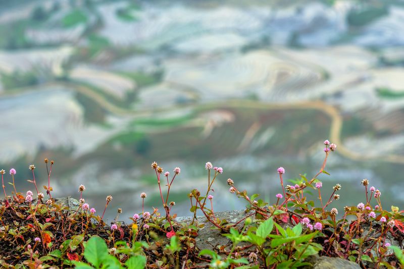 Wildflowerphoto preview