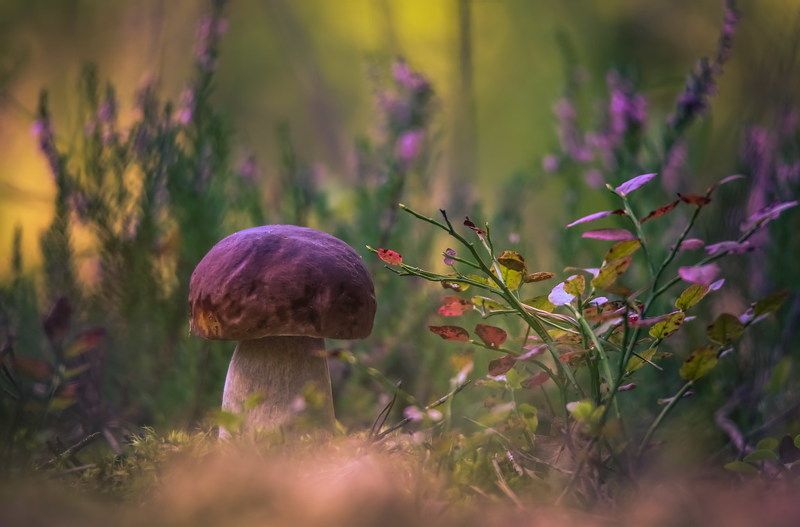 Грибная пораphoto preview