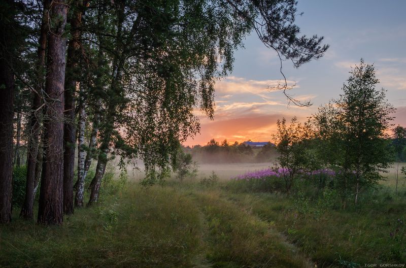 лето,туман,лес,природа,пейзаж,деревья,стволысосны,закат,вечер,таинственность, кипрей,иван-чай,цветы,суходрев Летний вечер дождливого дня фото превью