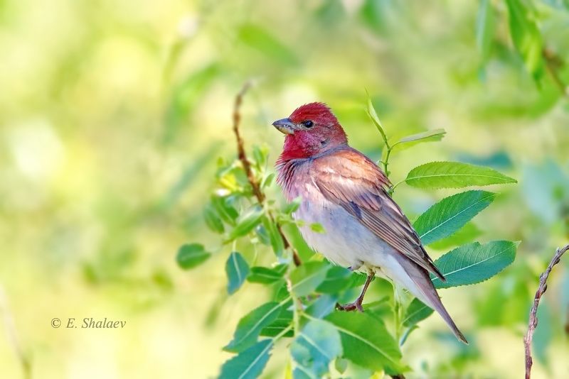 birds,carpodacus erythrinus,common rosefinch,обыкновенная чечевица,птица,птицы,фотоохота Обыкновенная чечевицаphoto preview