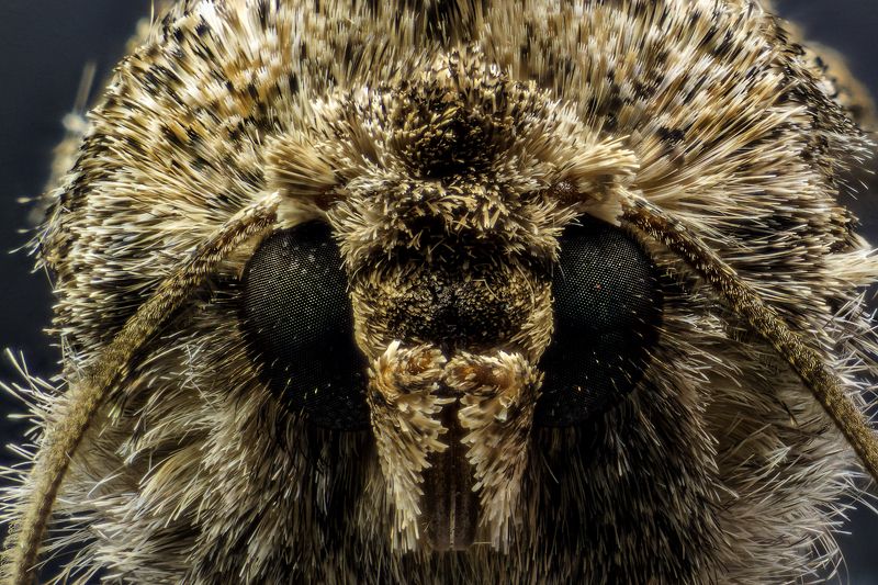 моль, макро, шуба, глаза. Мольphoto preview