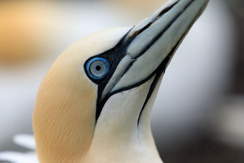 seabird, close up,north sea, beak, Scotland Portrait of an adult gannet.  Bass Rock. Scotlandphoto preview