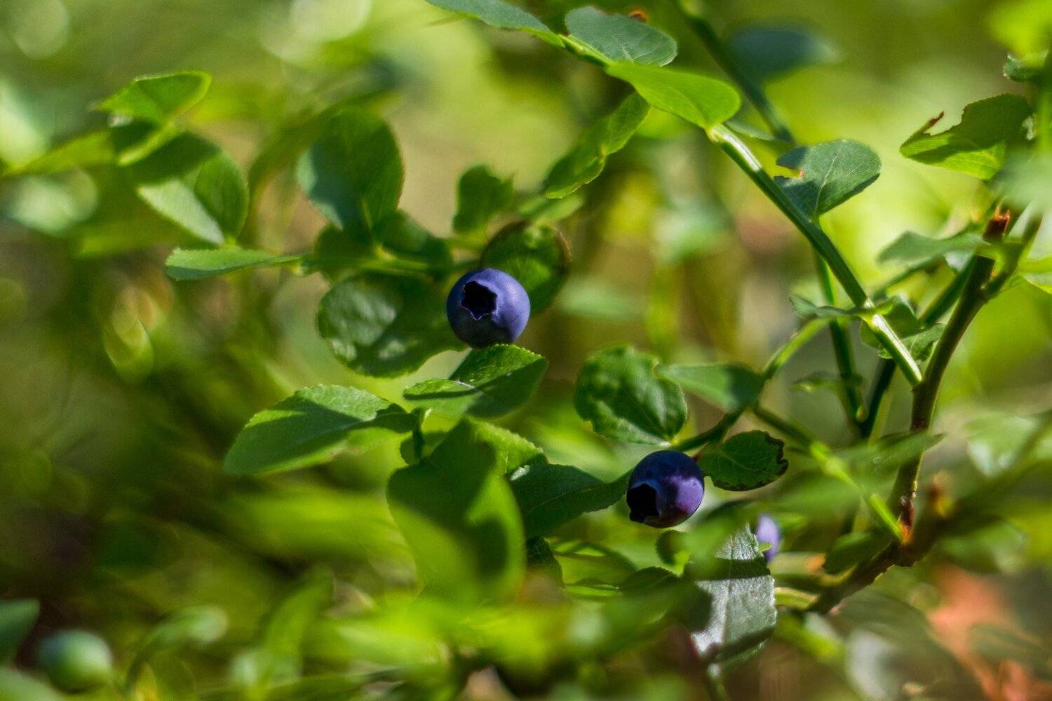 Автор: Руслан Востриков , Руслан Востриков