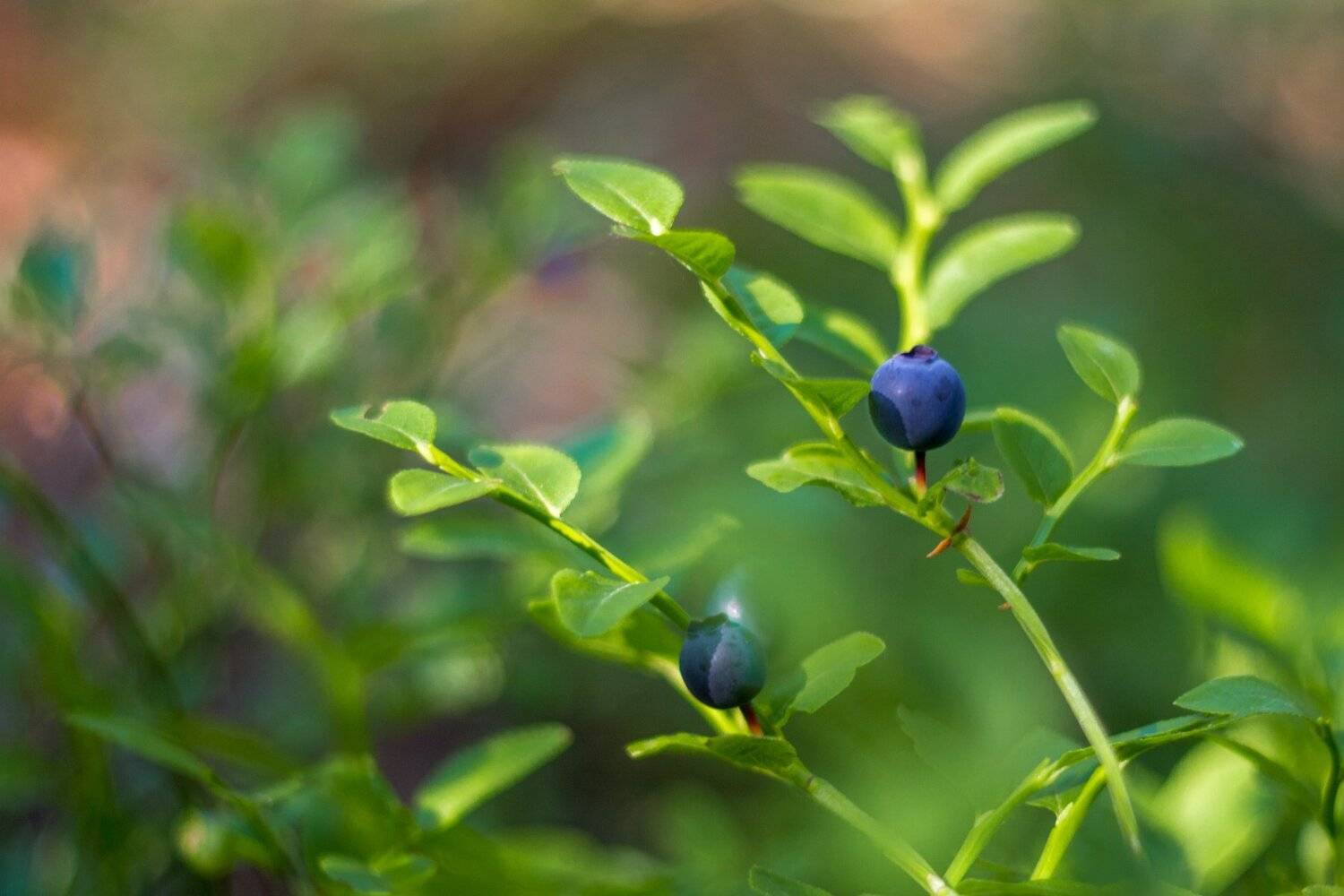 , Руслан Востриков