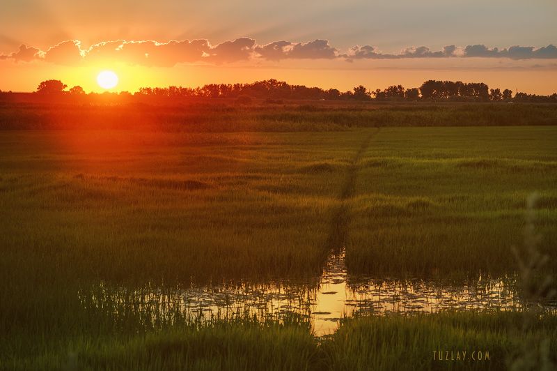 Закат над рисовым полем #4 фото превью