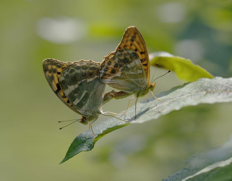 Бабочка,Секс В жаркий полдень ...photo preview