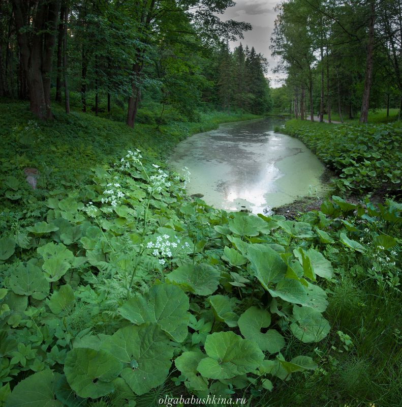 парк, лето, пруд, Павловск, Санкт-Петербург Где-то в Павловском паркеphoto preview