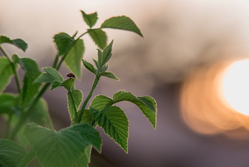 божья коровкаphoto preview