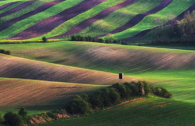 Дозорныйphoto preview